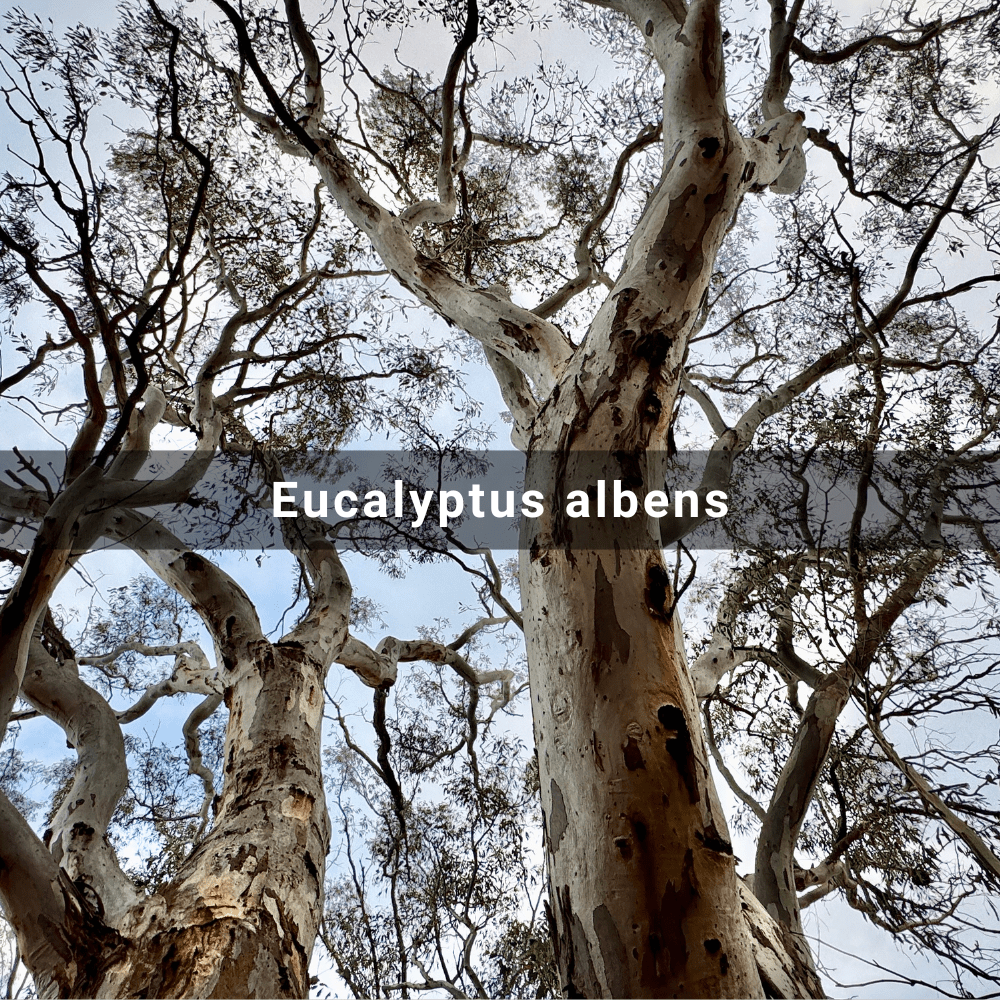 Eucalyptus albens (White&nbsp;Box)