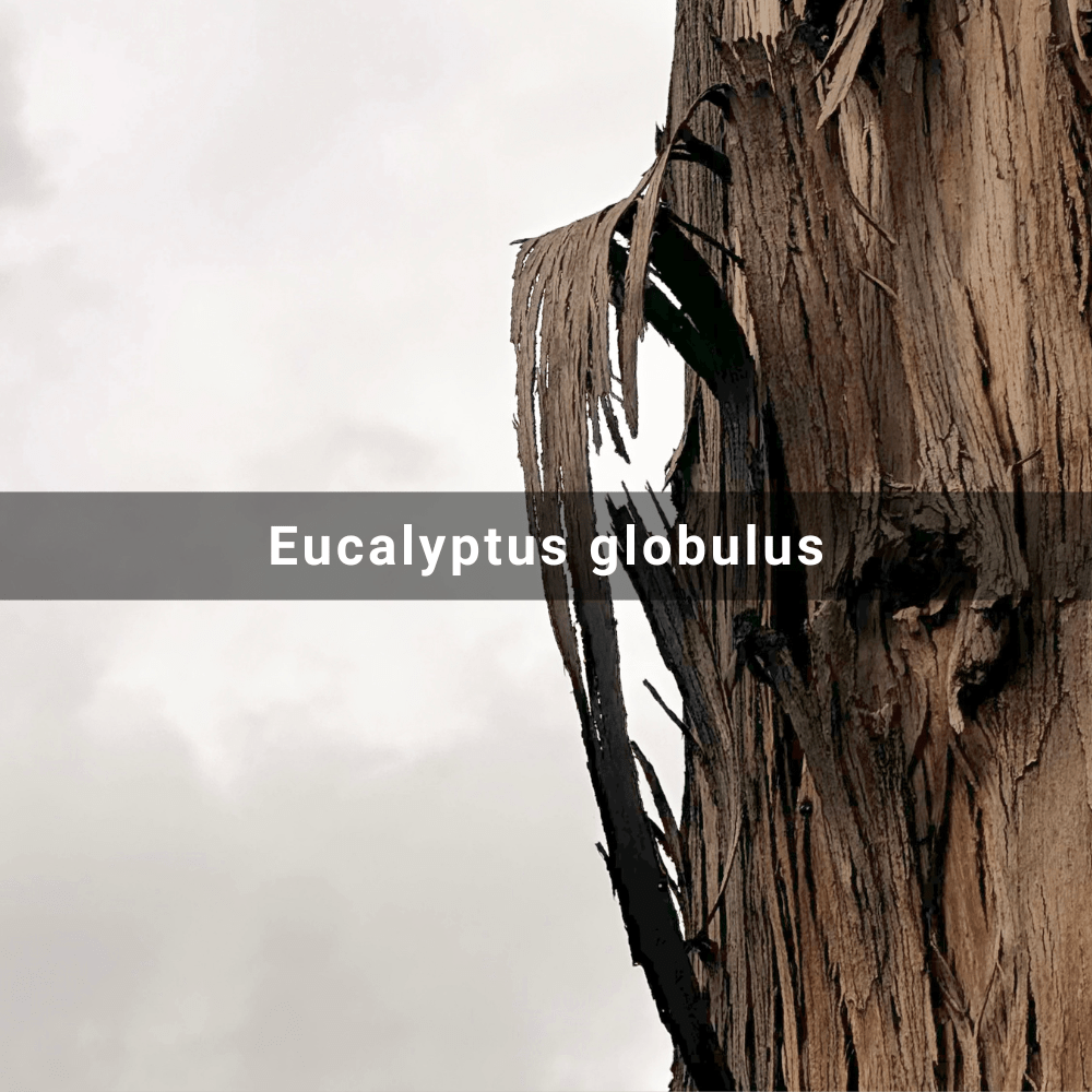 Eucalyptus globulus (Tasmanian blue&nbsp;gum)