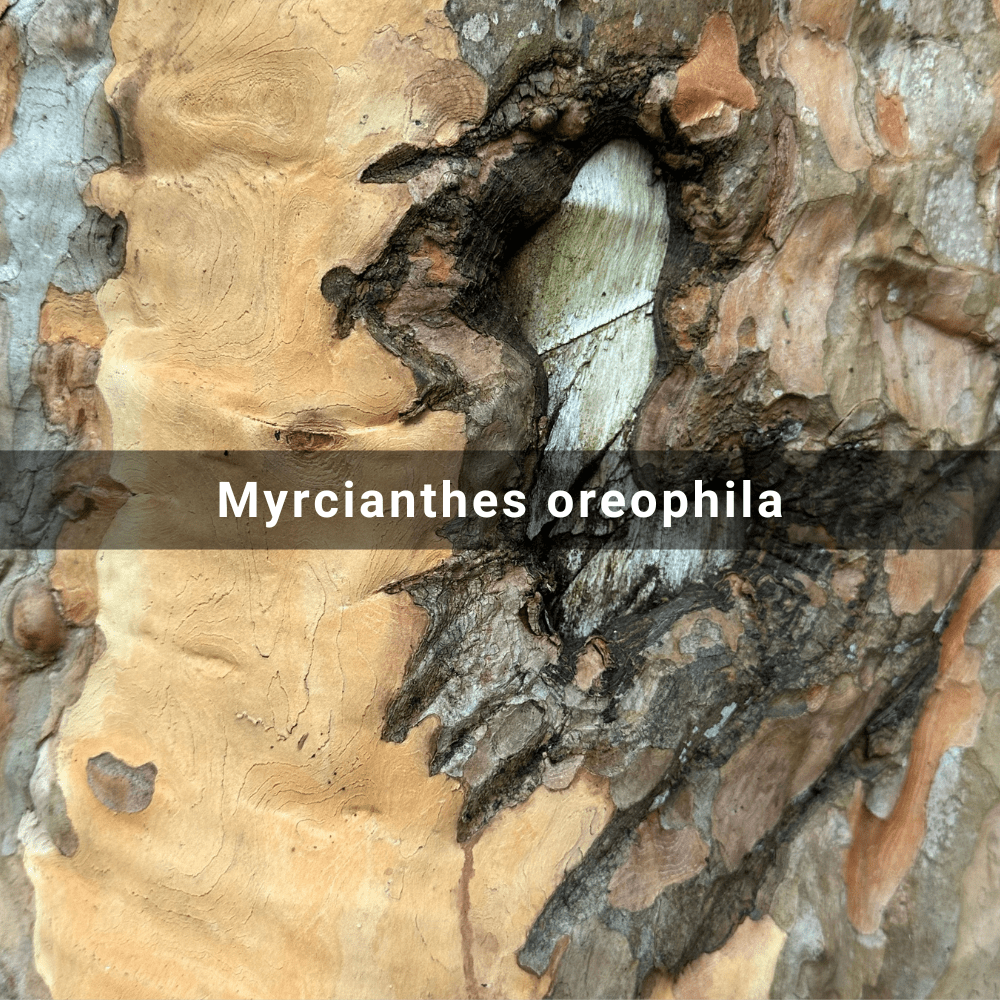 Myrcianthes oreophila (Unka&nbsp;Tree)